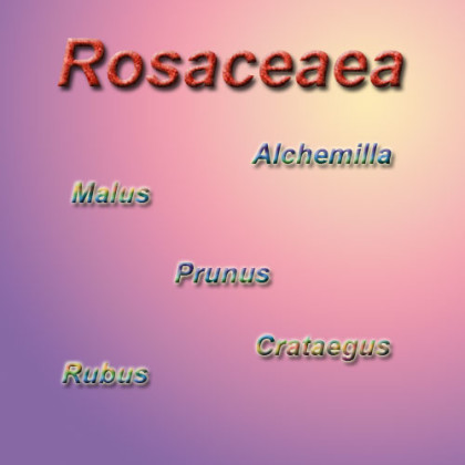 rosaceae